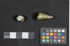 Foto (hinten) von Goldgewichte in Schneckenform (NHMW-ZOO-MO-0081100-ETH-129)